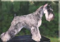 dog image background