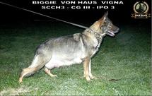 Biggie von Haus Vigna