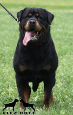 Beni Elez Rott Beni Elez Rott