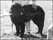 Abu von den Seelower Höhen