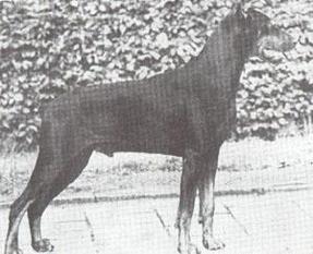 Miko von Fürstenfeld Miko von Fürstenfeld