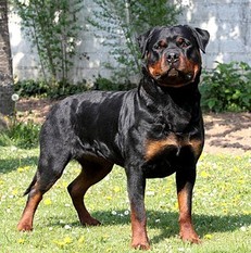 Luna von der Südpfalz Luna von der Südpfalz