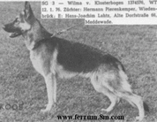 dog image background