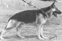 dog image background