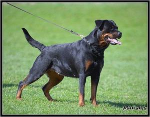 Nasty of Voyager Rotts Nasty of Voyager Rotts