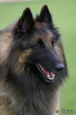 Kabor Dog Arabat Kabor Dog Arabat
