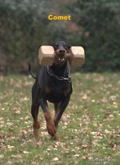 Comet vom Burghof Comet vom Burghof