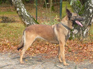 Tinka NHSB 2519147 (Bondar)