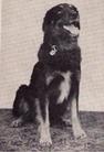dog image background