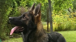 Odie von den Wilden Teufeln Odie von den Wilden Teufeln