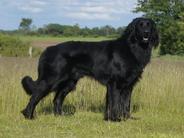 Fenris von den Nornen