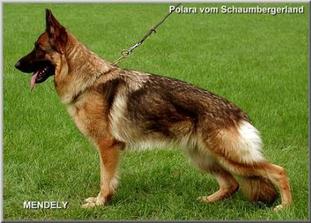 Polara vom Schaumbergerland Polara vom Schaumbergerland