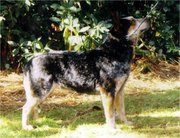 dog image background