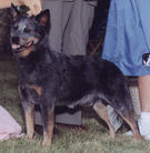 dog image background