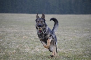 Hiva vom Drumlin Wolf Hiva vom Drumlin Wolf