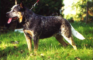 Bluespirit Ike des Poenjaap Bluespirit Ike des Poenjaap