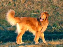 Bild von Arne vom Brambusch