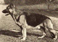 dog image background