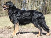 Bild von Satchmo vom Kloster Rohrbach