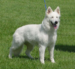 Xara-May of White Condor