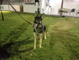 Naja do Caio Work Dog's Naja do Caio Work Dog's
