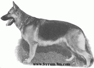 dog image background