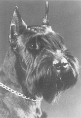 Iwan von der Lederhecke Iwan von der Lederhecke