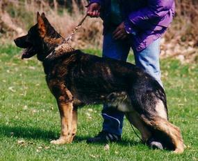 Rocky von der bösen Nachbarschaft Rocky von der bösen Nachbarschaft
