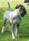 Lucy-in-the-sky von Amber