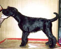 Regina Malya ot Barbatsutsy-N