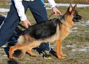 Cantania's Arya Cantania's Arya