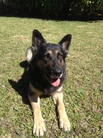 dog image background