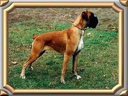 Jüris aus dem Köpegi-Köschk