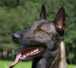 Rommel's Roxie (R) Rommel's Roxie (R)
