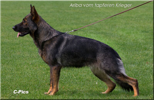 Ariba vom tapferen Krieger Ariba vom tapferen Krieger
