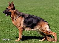 dog image background