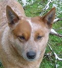 dog image background