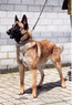Vixen du Hameau St.Blaise