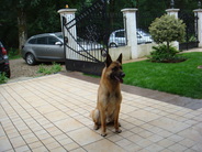 Axel of Braveheart Oradinum