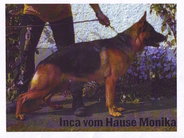 Inca vom Hause Monika