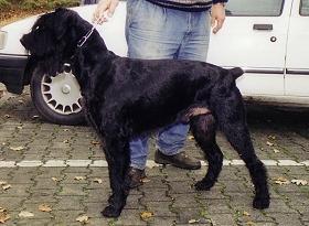 Linus vom Lindelbrunn Linus vom Lindelbrunn