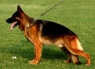 Drago von Pallas Athene Drago von Pallas Athene