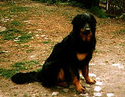 Baxter von der Diamantenen Aue
