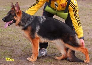 Djamila zur Worringer Rheinaue Djamila zur Worringer Rheinaue