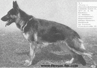 dog image background