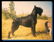 dog image background