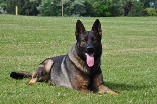 Knox von der Olgameister Knox von der Olgameister