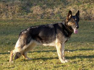 Otti von der Linzer Aach Otti von der Linzer Aach