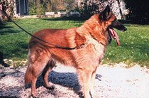 Calva de la Goutte Noyeuse