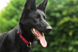 Grace del Lupo Nero Grace del Lupo Nero